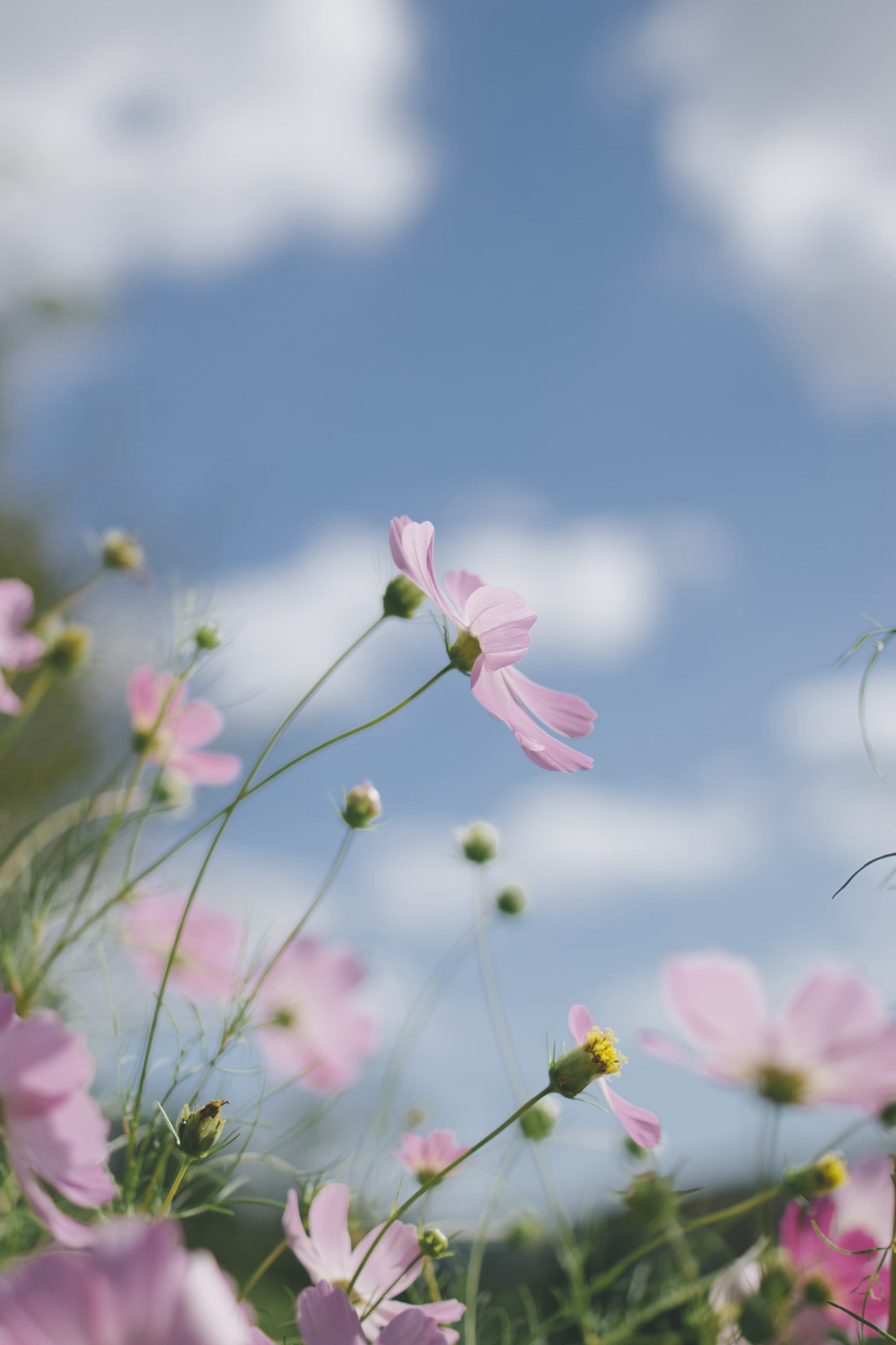 flowers on blue sky