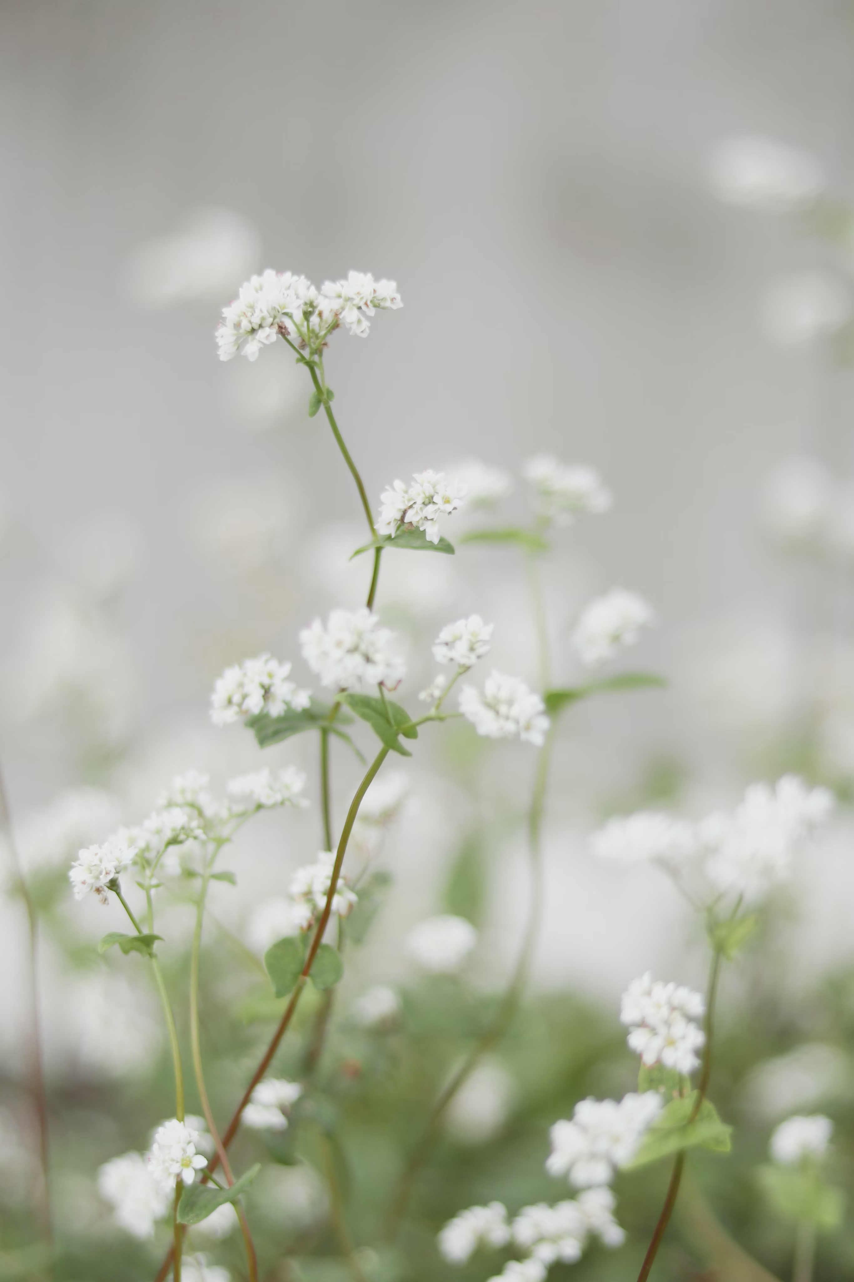white wild flower
